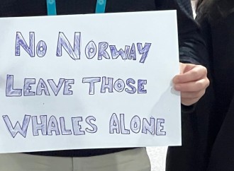 COP29 məkanında dəniz mədənçiliyi və balina ovuna qarşı etiraz aksiyası keçirildi