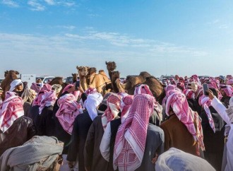 Səudiyyədə “Dəvə festivalı” başlayıb
