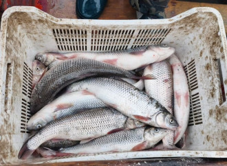 Qanunsuz balıq ovuna qarşı mübarizə tədbirləri davam etdirilir
