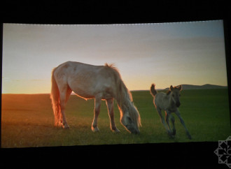 Nizami Kino Mərkəzində “At gücü” sənədli filmi təqdim olunub